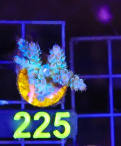 Wysiwyg Subzero Acropora Frag[F225]