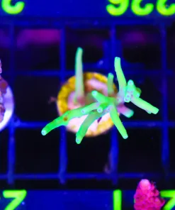 Wysiwyg Acropora Lokani Frag [F226]