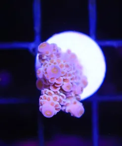 Wysiwyg Acropora Tenuis Frag [F227]
