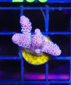 Wysiwyg Tenuis Acropora Frag [F228]