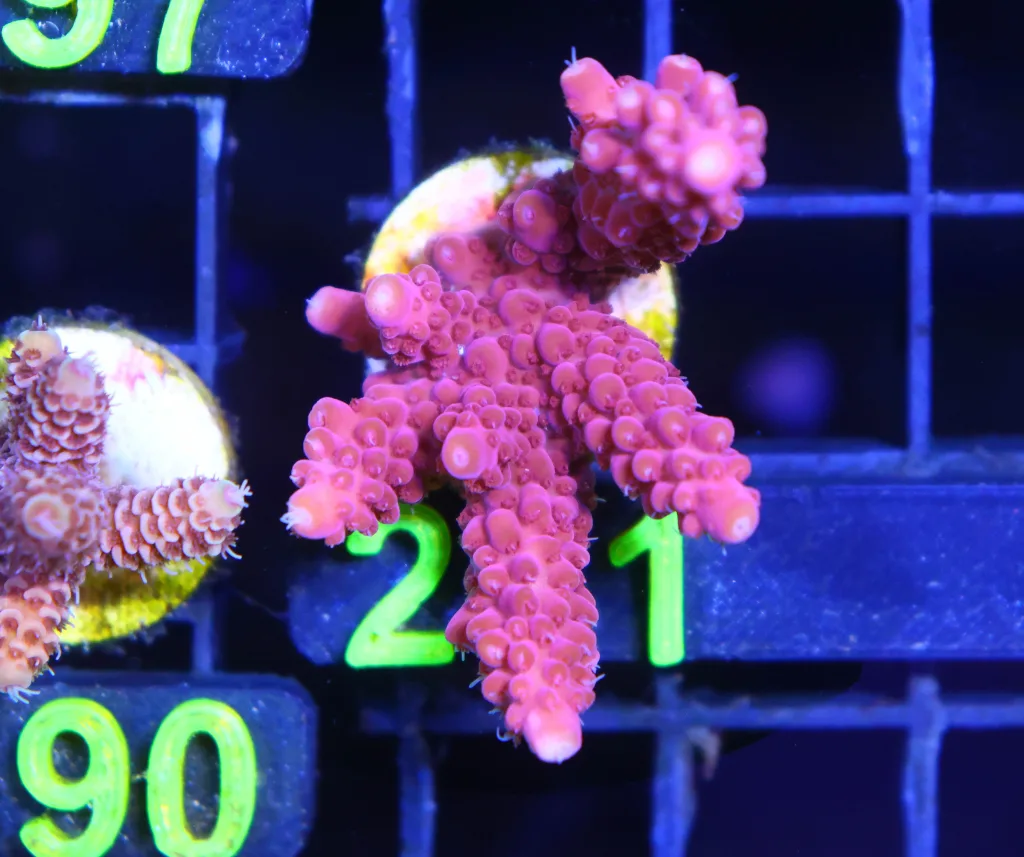 Frag Box Corals