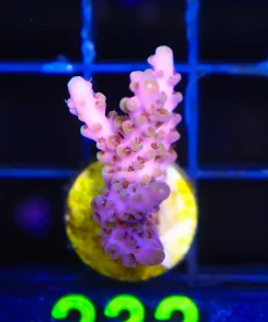 Wysiwyg Acropora Frag [F232]