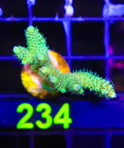 Wysiwyg Large Sunshine Millepora Frag [F234]