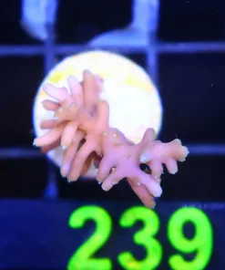 Wysiwyg Acropora Frag [F239]