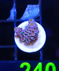 Wysiwyg Acropora Frag [F240]