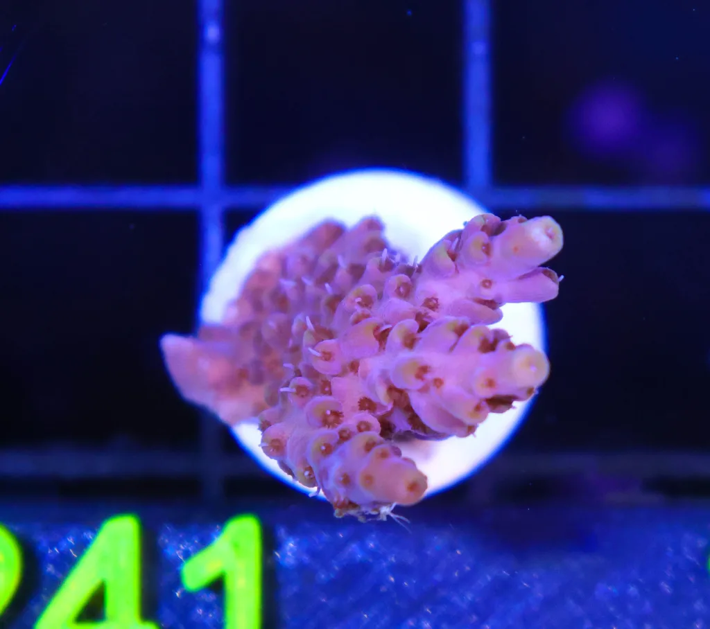 Frag Box Corals
