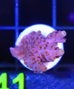 Wysiwyg Acropora Frag [F241]