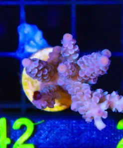 Wysiwyg Acropora Tenuis Frag [F242]