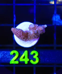 Wysiwyg Acropora Frag [F243]