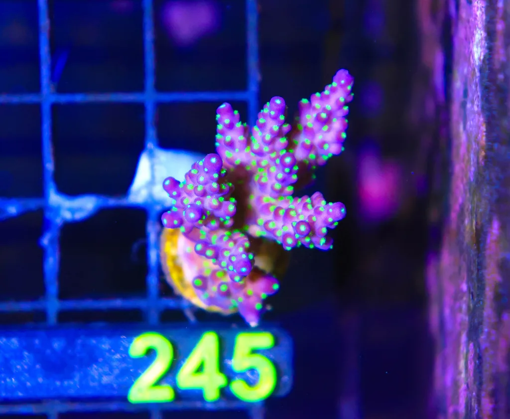 Frag Box Corals