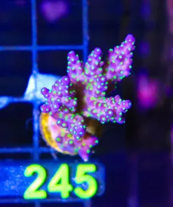 Wysiwyg Large Bonsai Acropora Valida Frag [F245]