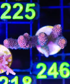Wysiwyg Acropora Millepora Frag [F246]