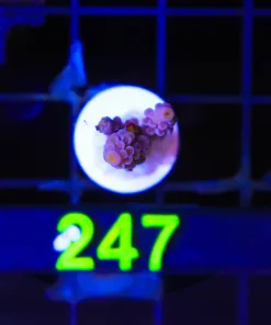 Wysiwyg Acropora Frag [F247]