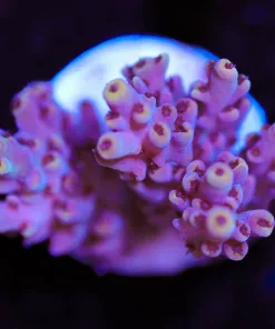 Jasmine Acropora Frag (A41)