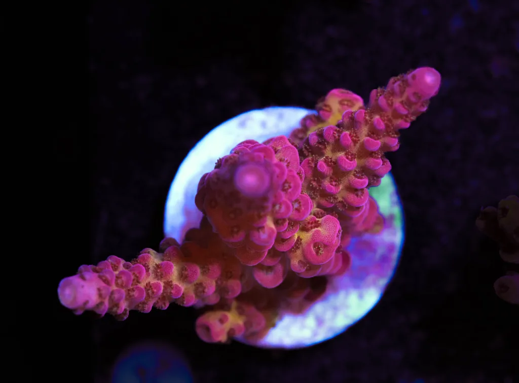 Frag Box Corals