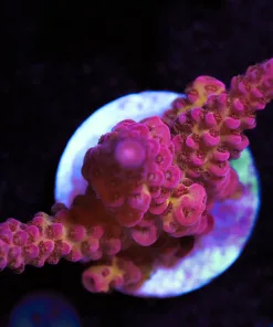 Ragnarock  Acropora Frag
