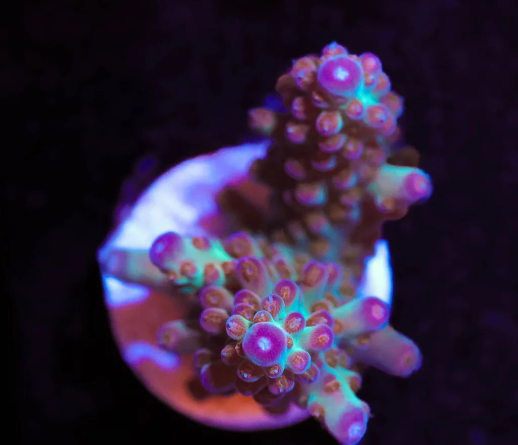 Frag Box Corals