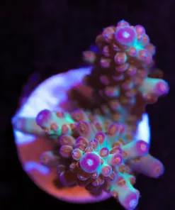 Tripple Treat Acropora Frag (A39)