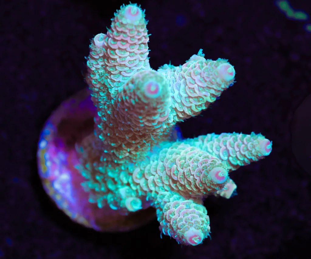 Frag Box Corals