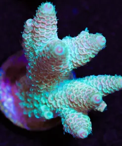 Sunblast Millepora Acropora Frag (A42)