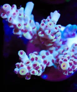 Red Polyp Acropora Frag (A40)