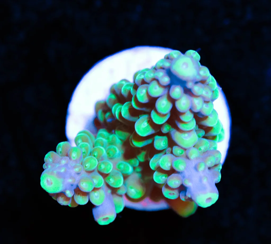 Frag Box Corals
