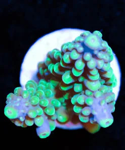 Acropora Secale Frag (A40:B)