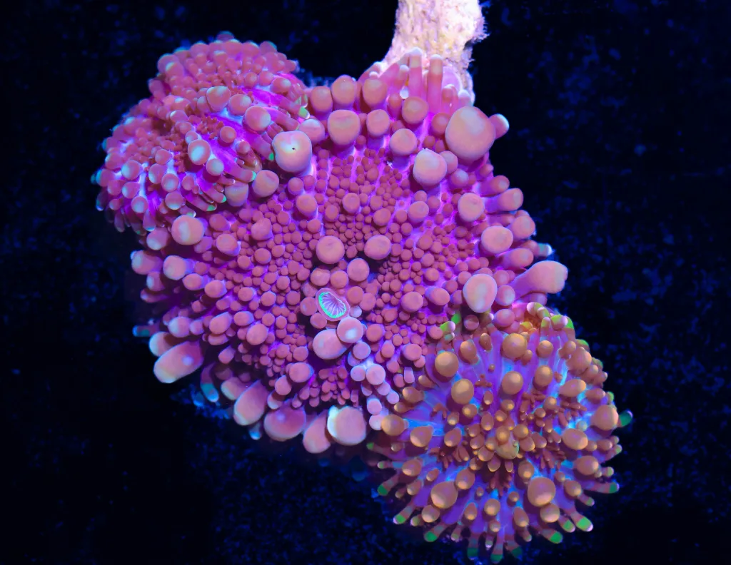 Frag Box Corals
