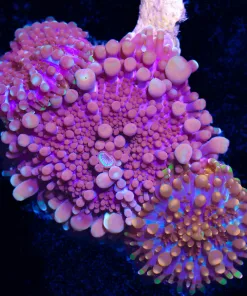 Wysiwyg Combo Yuma x 3 Coral (C150)