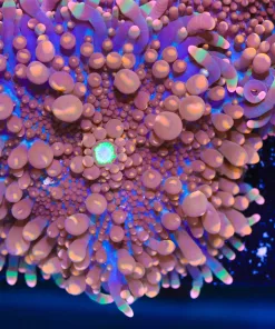 Wysiwyg XL Yuma Beginning to Bounce (C158)