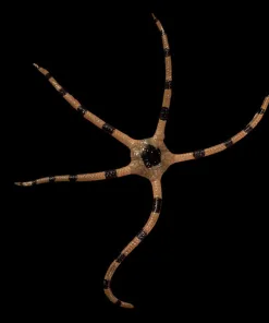 Medium Sized Serpent Starfish