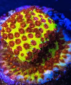 Burning Banana Stylocoeniella (Z4)