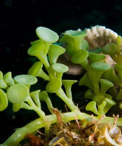 Suction Cup Caulerpa