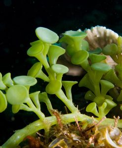 Suction Cup Caulerpa