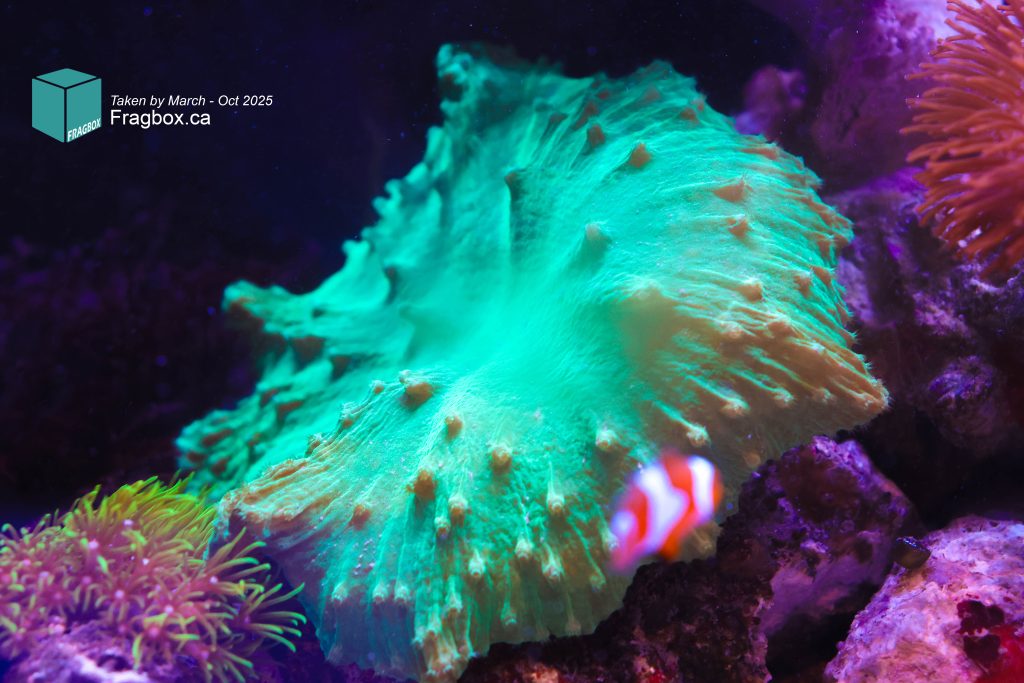 Frag Box Corals