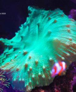 Wysiwyg Large Cabbage Coral Colony (mv2)