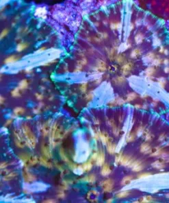 Green Lighting Mushroom Coral