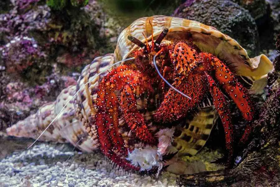 Frag Box Corals