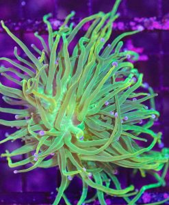 Wysiwyg Torch Coral (C1)