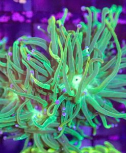 Wysiwyg Torch Coral (C3)