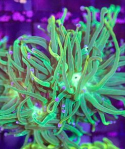 Wysiwyg Torch Coral (C3)