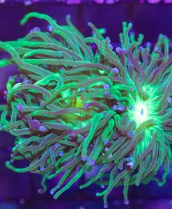 Wysiwyg TorchCoral (C6)