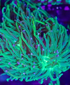Wysiwyg Torch Coral (C7)