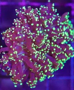 Wysiwyg Octospawn Coral (C13)