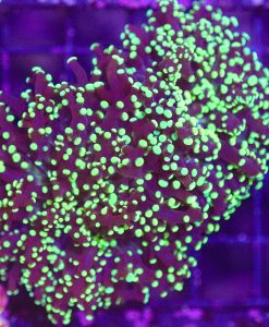 Wysiwyg Octospawn Coral (C22)