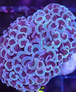 Wysiwyg Wall Hammer Coral Frag C25