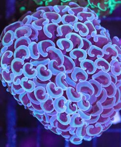 Wysiwyg Wall Hammer Coral Frag (C26)