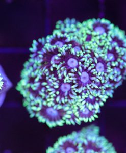 Wysiwyg Flowerpot Coral Frag (C31)