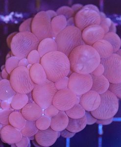 Wysiwyg Bubble Coral (C36)