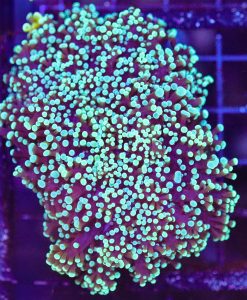 Wysiwyg Frogspawn Coral  (C52) *Free shipping no minimum livestock spend*